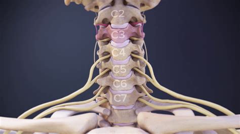 Cervical Nerve Root Dermatomes