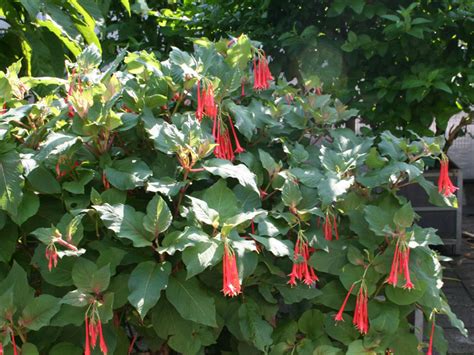 Fuchsia fulgens (Brilliant Fuchsia) - World of Flowering Plants