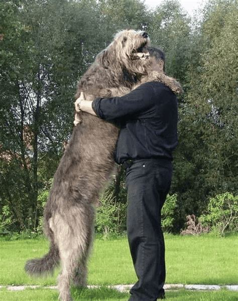 Irish Wolfhound Dog Breed Information And Facts About Wolfhounds