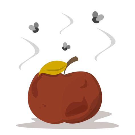 Rotten Apple Clip Art Illustrations, Royalty-Free Vector Graphics & Clip Art - iStock