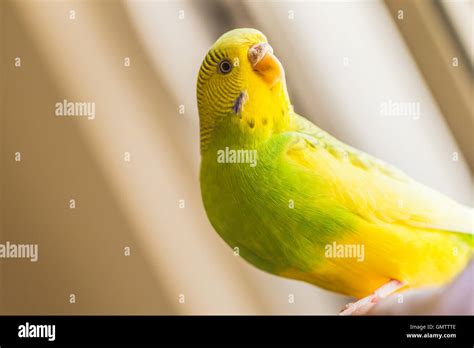 Green and yellow budgie hi-res stock photography and images - Alamy