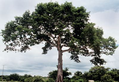 Kapok Tree - Amazon Rainforest Biome