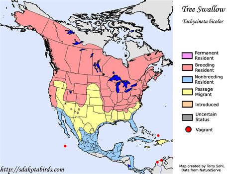 Tree Swallow - Species Range Map