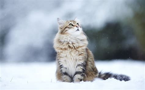 Wild Animals in Snow Wallpapers - Top Free Wild Animals in Snow Backgrounds - WallpaperAccess