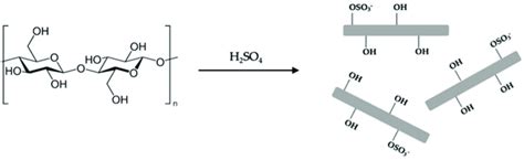 Cellulose hydrolysis by sulfuric acid. | Download Scientific Diagram