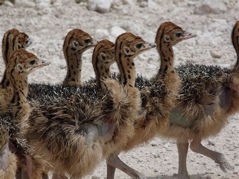 Ostrich chicks | Chicks, Ostrich, Eggs