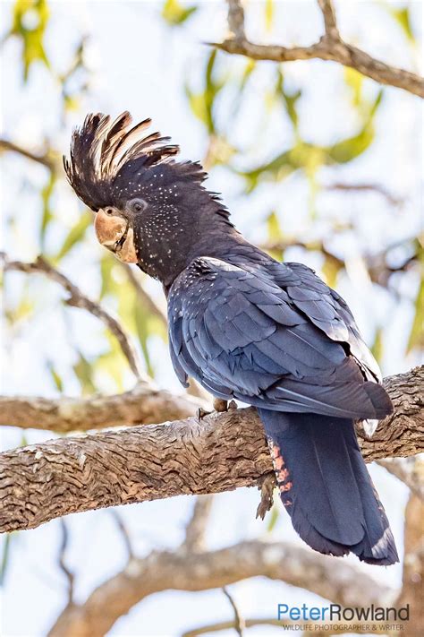 Red-tailed Black-Cockatoo - Peter Rowland Photographer & Writer