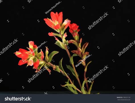 Closeup Indian Paintbrush Castilleja Indivisa Wildflower Stock Photo 189227135 | Shutterstock