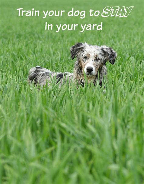 Dog Training Tips: Training your Dog to Stay in the Yard