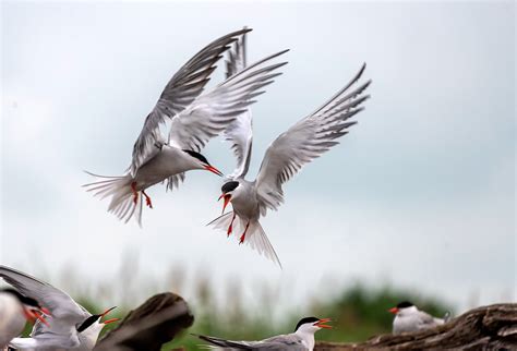 Manmade Common Tern breeding platform on Behance