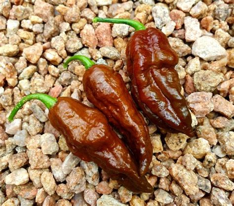 Bhut Jolokia Chocolate Ghost – Afterburn Grow