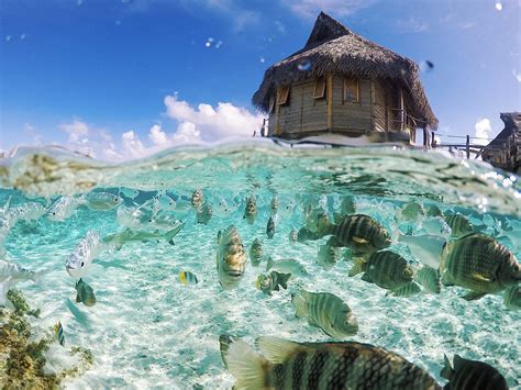 Tahiti Glass Bottom Huts – Telegraph