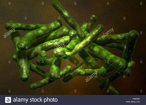 Mycobacterium Tuberculosis Bacterium High Resolution Stock Photography and Images - Alamy