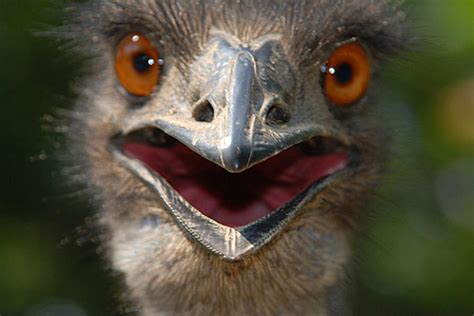 Emu Bird Facts - Emu Bird Species - Emu Bird Ecology and Behaviour