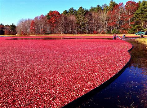 What It's Like to Be a Cranberry Farmer