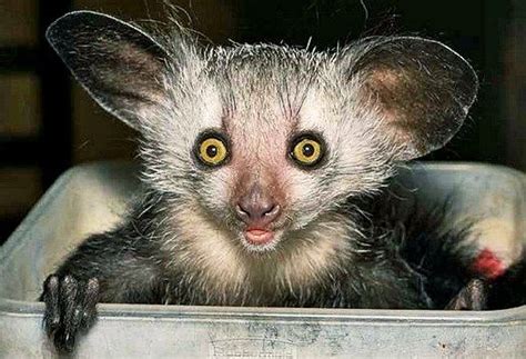 Aye-Aye | Cute animals, Weird animals, Animals