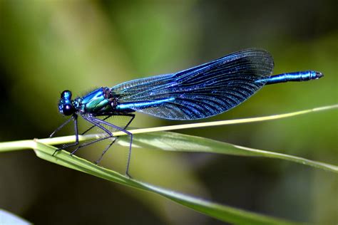 Free Images : damselfly, insect, dragonfly, dragonflies and damseflies, net winged insects ...