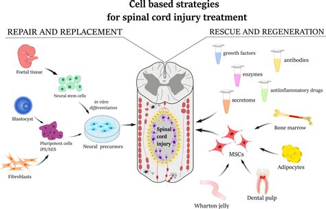 How Can You Help A Spinal Injury In Dog Heal