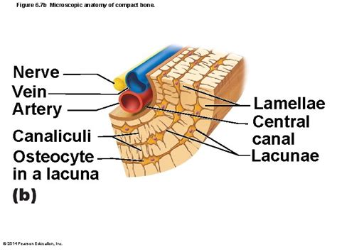 Lacuna Anatomy