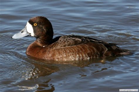 Lesser Scaup vs Greater Scaup vs Tufted Duck vs Ring-necked Duck ...