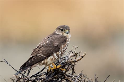 Merlin — Eastside Audubon Society