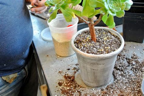 Repotting Succulents in My Greenhouse - The Martha Stewart Blog