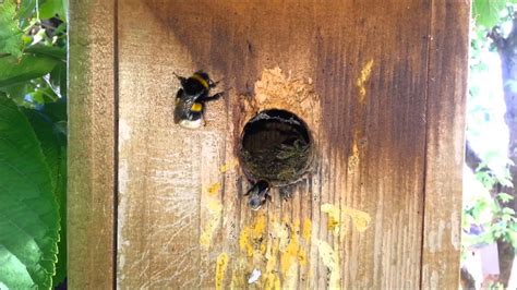 Bumblebee colony in bird nest box - YouTube