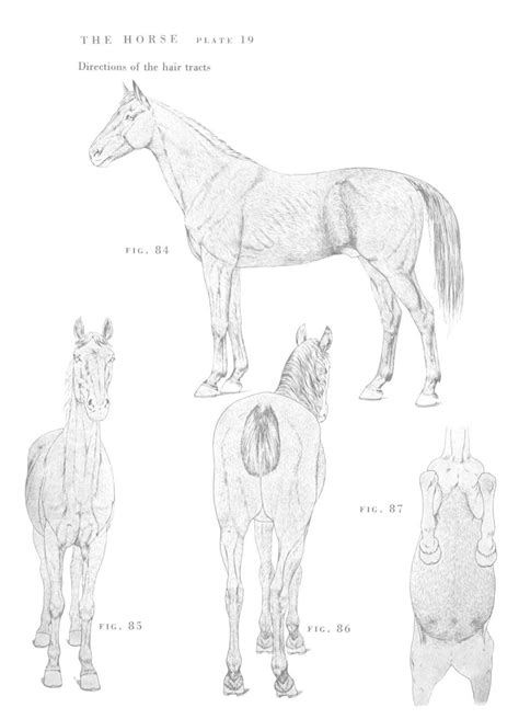 An atlas of animal anatomy for artists