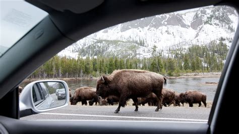 This is what it's like being in the middle of a Yellowstone bison jam ...