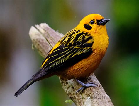 Golden Tanager — Birding With Camera and Paint