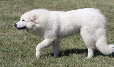 Great Pyrenees Breed Facts and Information | PetCoach