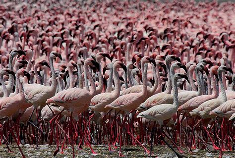 “Flamingos at Lake Natron” Tanzanie | Natron, Natur, At least