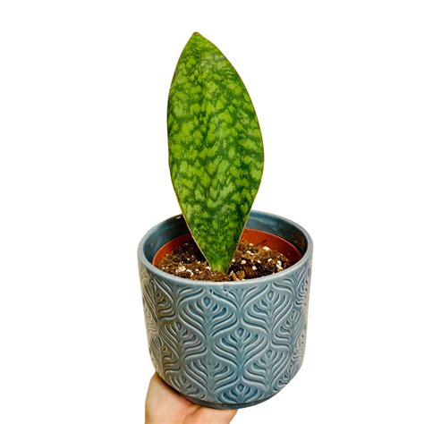 Whalefin Snake Plant – Large (6”) – Plant Van