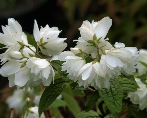 Mock orange varieties: 15 stunning types of philadelphus | Gardeningetc