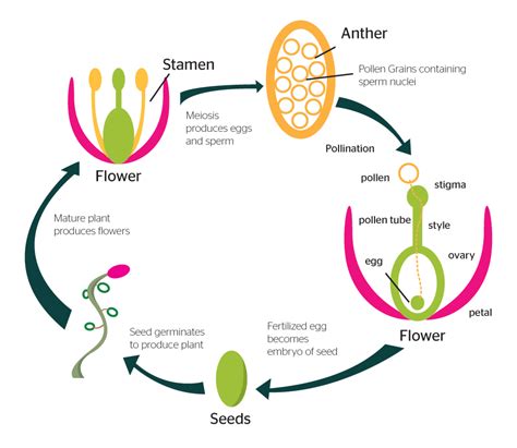 Reproduction In Plants Youtube - Riset