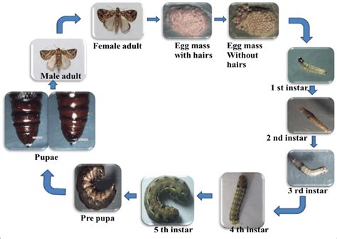 Spodoptera Litura Life Cycle