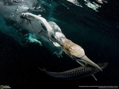 20+ Of The Best Entries From The 2016 National Geographic Nature Photographer Of The Year