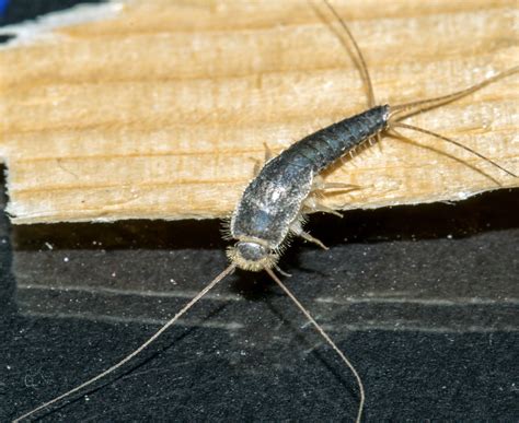 All That You Would Like To Know About Silverfish Insect