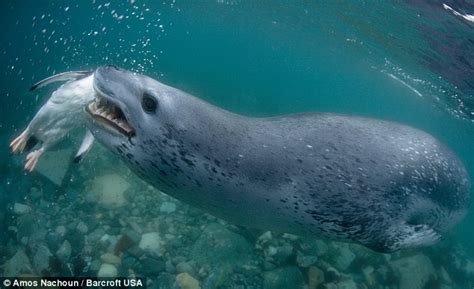 11 Nov 2009Fierce leopard seal displays its two-inch teeth as it hunts ...