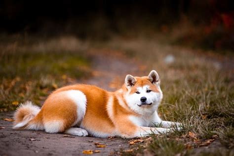 Best Akita Dog Names ( Popular Male and Female Names 2024 )