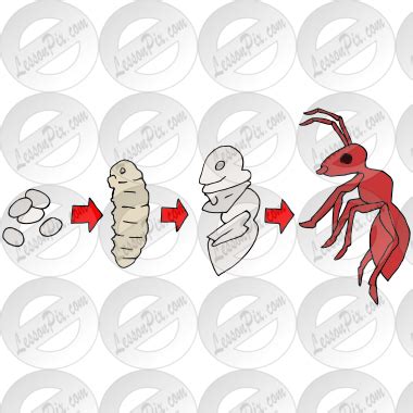 Ant Life Cycle Picture for Classroom / Therapy Use - Great Ant Life Cycle Clipart