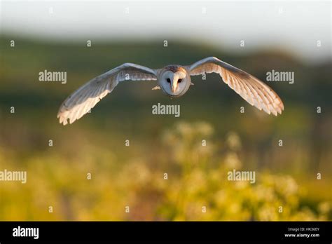 British barn owl flying Stock Photo - Alamy