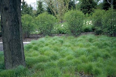 Pennsylvania Sedge | Australian garden, Landscape, Perennial plants