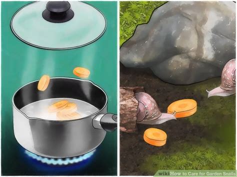 How to Care for Garden Snails (with Pictures) - wikiHow