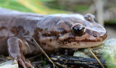 Idaho Giant Salamander Care Sheet | Reptiles' Cove