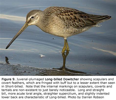 Surfbirds - Identification Articles