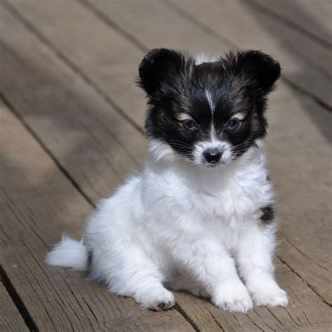 Road's End Papillons : Available Papillon Puppy