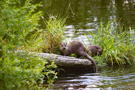 Bristol Avon Wildlife - Bristol Avon Rivers Trust - Bristol Avon Otters