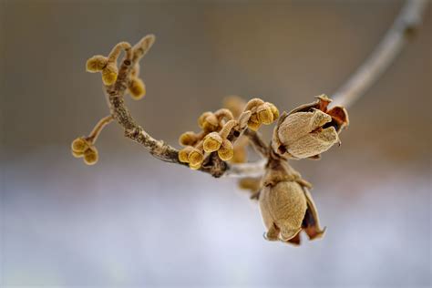 Witch Hazel: Care and Growing Guide