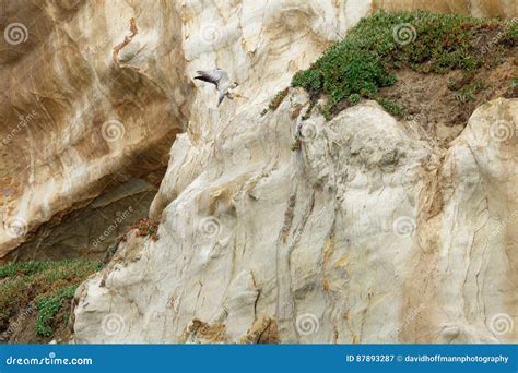 Peregrine Falcon Landing on Cliff Stock Image - Image of flight ...